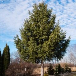Norway Spruce Tree -Fast Growing Trees Norway Spruce 2 FGT