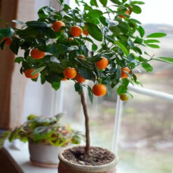 Nules Clementine Tree -Fast Growing Trees Nules Clementine 2 FGT c092ce2d a906 45fb 86fe 704ce2a65d74