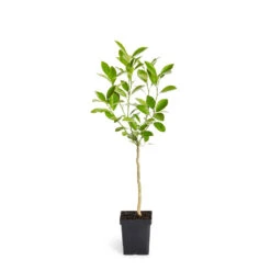Calamondin Tree -Fast Growing Trees ORG CAL 12 1QT