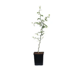 Hardy Orange Tree 'Flying Dragon' -Fast Growing Trees ORG JHO 12 1QT