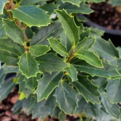 Oak Leaf™ Holly Tree 8 Oak Leaf™ Holly Tree -Fast Growing Trees Oak Leaf Holly 3