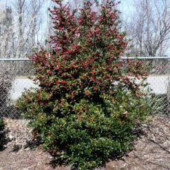 Oak Leaf™ Holly Tree 9 Oak Leaf™ Holly Tree -Fast Growing Trees Oak Leaf Holly 4