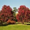 October Glory Red Maple Tree -Fast Growing Trees October Glory Maple FGT 600x600 ed40f1c9 fa15 44dd 965e 6514d9ecbd99