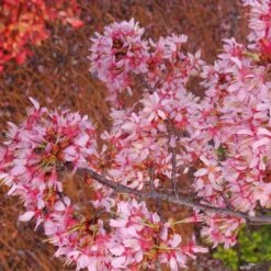 Okame Cherry Tree -Fast Growing Trees Okame Cherry 01 FGT