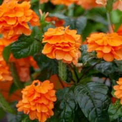 Orange Marmalade Crossandra Shrub -Fast Growing Trees Orange Marrmelade Crossandra 2 FGT