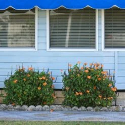 Orange Marmalade Crossandra Shrub -Fast Growing Trees Orange Marrmelade Crossandra 4