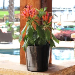 Orange Shrimp Plant -Fast Growing Trees Orange Shrim plant 3