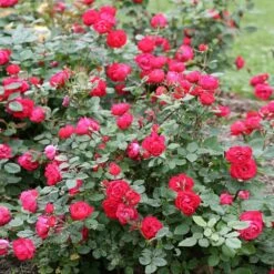 Oso Easy® Double Red Rose -Fast Growing Trees Oso Double Red Rose 1