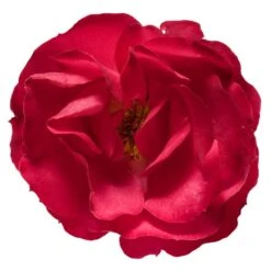 Oso Easy® Double Red Rose -Fast Growing Trees Oso Double Red Rose 3
