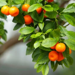 Owari Satsuma Mandarin Tree -Fast Growing Trees Owari Satsuma Mandarin 3