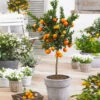 Owari Satsuma Mandarin Tree -Fast Growing Trees Owari Satsuma Mandarin 600x600 5a93bb16 ba8c 4dab 9acb 83e8f945323e