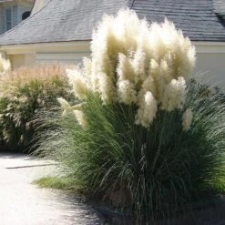 Pampas Grass -Fast Growing Trees Pampas Grass 4 FGT