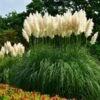 Pampas Grass -Fast Growing Trees Pampas Grass FGT 600x600 436bbafb 3875 4ed1 ac01 b037b42f7a7d
