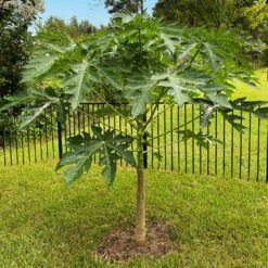 Papaya Tree -Fast Growing Trees Papaya 10