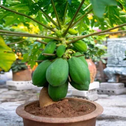 Papaya Tree -Fast Growing Trees Papaya 7