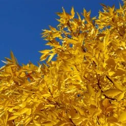 Patmore Green Ash Tree -Fast Growing Trees Patmore Green Ash 2