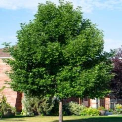 Patmore Green Ash Tree -Fast Growing Trees Patmore Green Ash 5