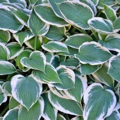 Patriot Hosta Plant -Fast Growing Trees Patriot Hosta 3