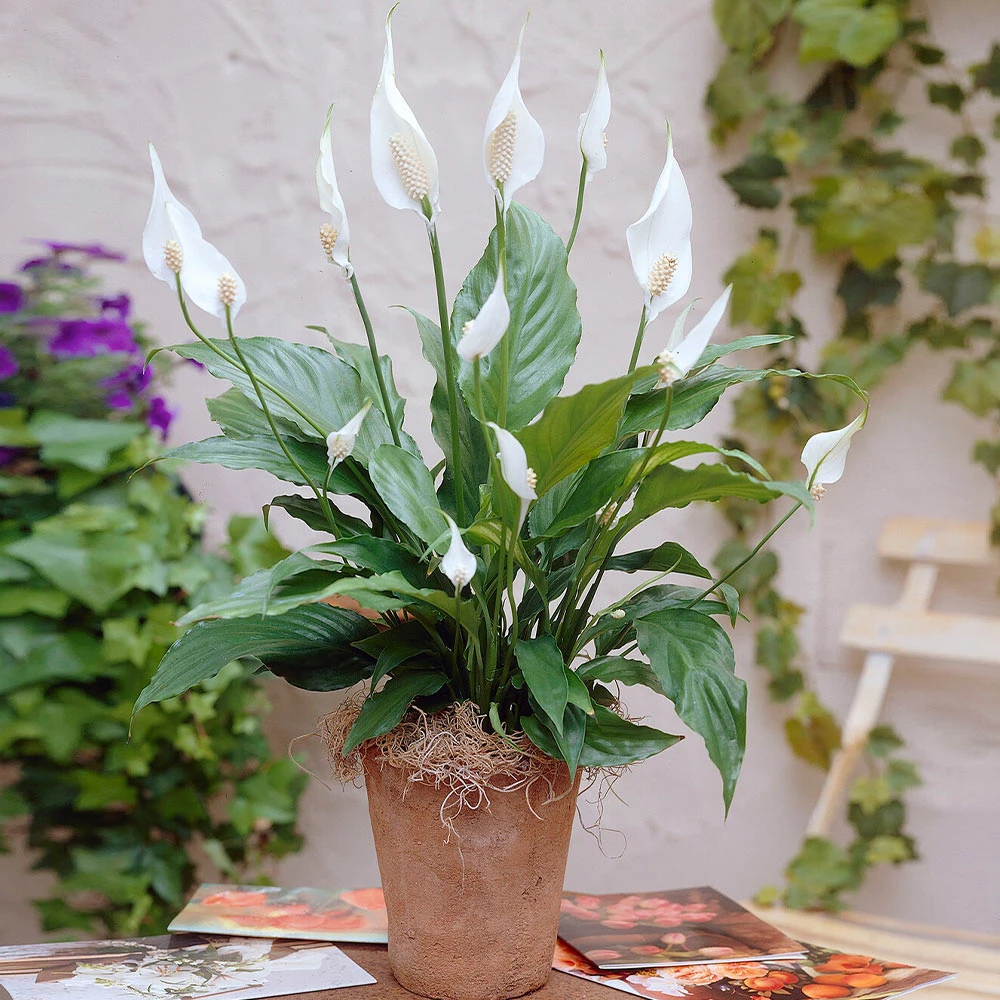Peace Lily Plant 6 Peace Lily Plant - Image 4