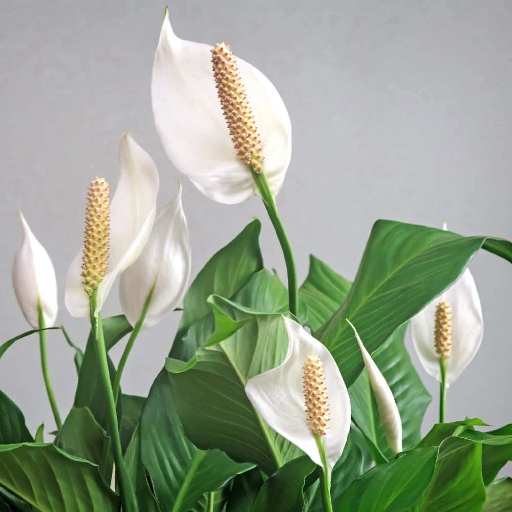 Peace Lily Plant 5 Peace Lily Plant - Image 3