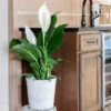 Peace Lily Plant 2 Peace Lily Plant -Fast Growing Trees Peace Lily FGT 600x600 b4675117 8b70 4d50 aea6 0b3426a0e7e7