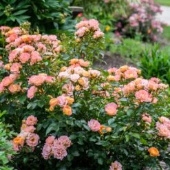 Peach Drift® Rose -Fast Growing Trees Peach Drift Rose 2 FGT