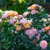 Peach Drift® Rose -Fast Growing Trees Peach Drift Rose FGT 600x600 f8ca7bd1 fa31 4812 a01e d374c6e508cc