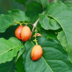 Peanut Butter Fruit Tree -Fast Growing Trees Peanut Butter Tree 1 FGT