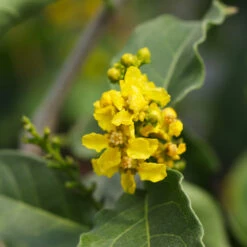 Peanut Butter Fruit Tree -Fast Growing Trees Peanut Butter Tree 7