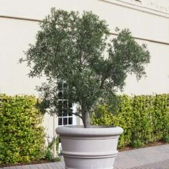 Pendolino Olive Tree -Fast Growing Trees Pendolino Olive FGT 2