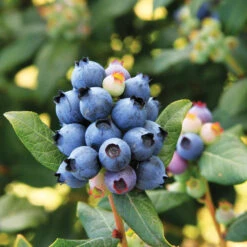 Bushel And Berry® Perpetua Blueberry -Fast Growing Trees Perpetua Blueberry 6 FGT