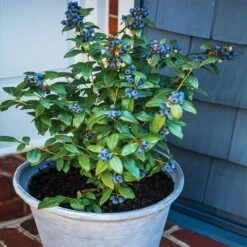 Bushel And Berry® Perpetua Blueberry