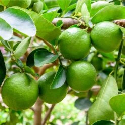 Persian 'Bearss' Lime Tree - USDA Organic -Fast Growing Trees Persian Lime Tree 5 FGT 41a57d08 50dd 41a5 856b af8657a65429