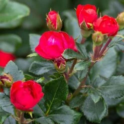 Petite Knock Out® Rose 10 Petite Knock Out® Rose -Fast Growing Trees Petite Red Knockout Rose3