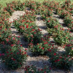 Petite Knock Out® Rose 12 Petite Knock Out® Rose -Fast Growing Trees Petite Red Knockout Rose6