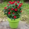 Petite Knock Out® Rose 1 Petite Knock Out® Rose -Fast Growing Trees Petite Red Knockout Rose FGT 600x600 70e7a7b5 d660 489f 9ff3 cb48bafed0b7