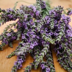 Phenomenal™ Lavender Plant 9 Phenomenal™ Lavender Plant -Fast Growing Trees Phenomenal Lavender 3 FGT