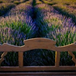 Phenomenal™ Lavender Plant 10 Phenomenal™ Lavender Plant -Fast Growing Trees Phenomenal Lavender 8 FGT