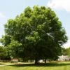 Pin Oak Tree -Fast Growing Trees Pin Oak FGT 600x600 c4defe34 4bd0 4d62 8fe8 b2d365e03b60