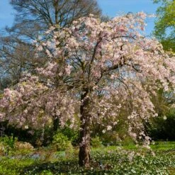 Pink Weeping Cherry Tree -Fast Growing Trees Pink Double Weeping Cherry 6 FGT