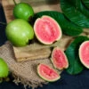 Tropical Pink Guava Tree -Fast Growing Trees Pink Guava FGT 600x600 241d4b5b 612f 43eb 9e6d a98136a2444d
