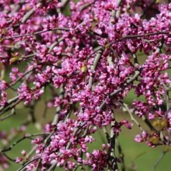 Pink Heartbreaker Redbud Tree -Fast Growing Trees Pink Heartbreaker Redbud 1