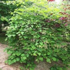 Pink Heartbreaker Redbud Tree -Fast Growing Trees Pink Heartbreaker Redbud 4