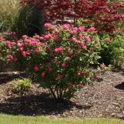 Double Pink Knock Out® Rose -Fast Growing Trees Pink Knockout Shrub 3