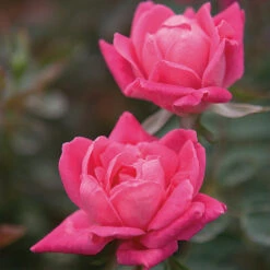Double Pink Knock Out® Rose -Fast Growing Trees Pink Knockout Shrub 4 FGT