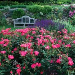 Double Pink Knock Out® Rose -Fast Growing Trees Pink Knockout Shrub 6