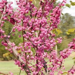 'Pink Pom Poms' Redbud Tree -Fast Growing Trees Pink Pom Pom Redbud 2