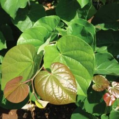 'Pink Pom Poms' Redbud Tree -Fast Growing Trees Pink Pom Pom Redbud 4