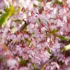 Pink Snow Showers™ Weeping Cherry Tree 1 Pink Snow Showers™ Weeping Cherry Tree -Fast Growing Trees Pink Snow Showers Flowering Chery 600x600 45472791 766f 4e6f 88c6 4e5396c43109