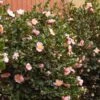 Pink-A-Boo® Camellia Shrub -Fast Growing Trees Pink a Boo camellia 600x600 3883eb6d a151 4440 aa86 e2f1f3b3294b